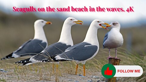 Seagulls on the sand beach in the waves. 4K