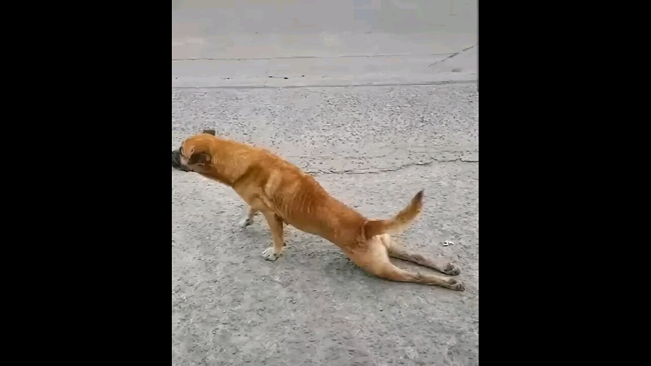 Nice Dog