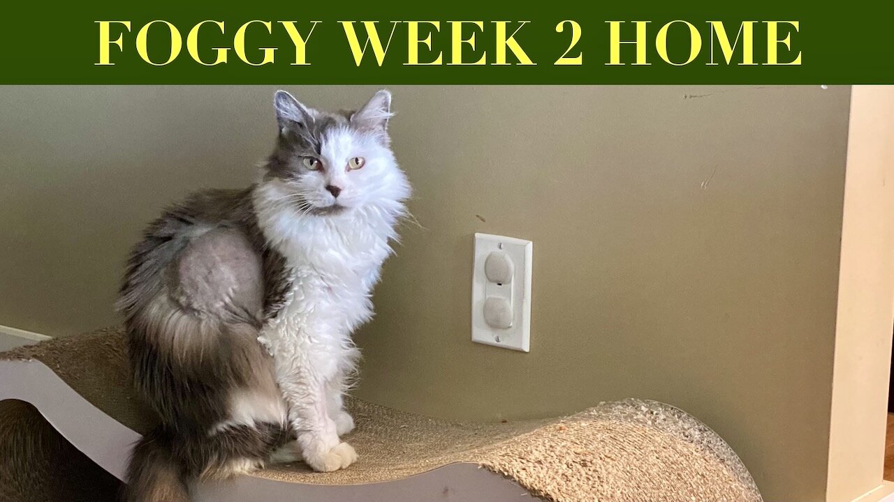 Sick Kitty ! - Foggy week 2 at home