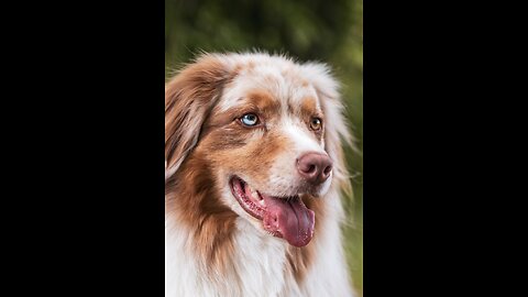 Black Dogs - TOP 10 Black Dog Breeds In The World