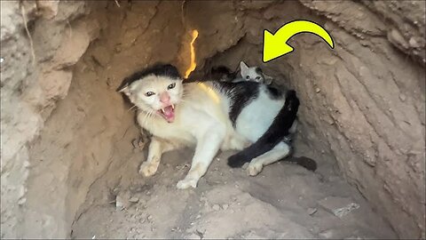 She Stayed Inside a Quiet Shelter for Days 🏡 | Heartwarming Rescue Story 2025 ❤️