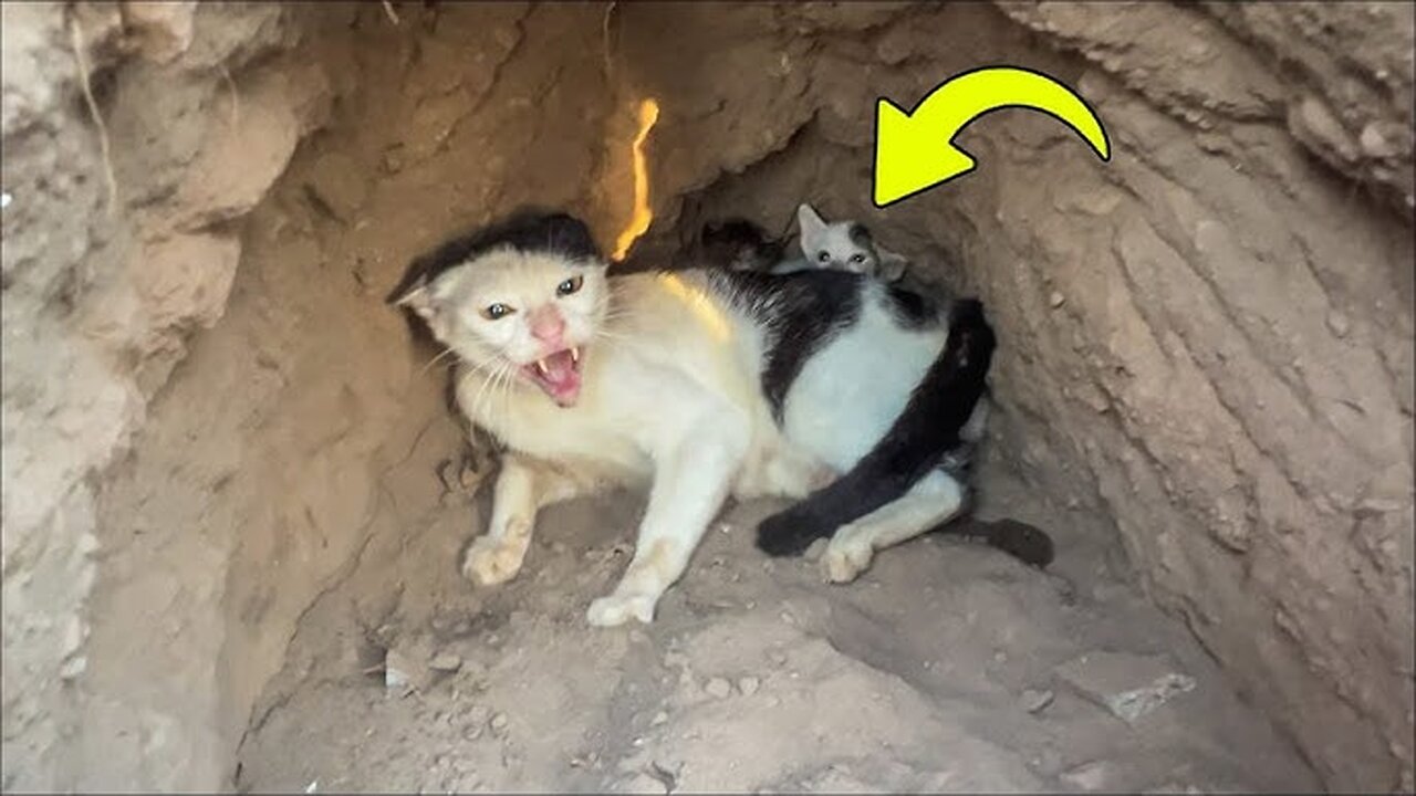 She Stayed Inside a Quiet Shelter for Days 🏡 | Heartwarming Rescue Story 2025 ❤️