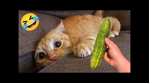 New Funny Cat videos 😂🤣 Funniest Cats Videos of 2025 😻 Part 3