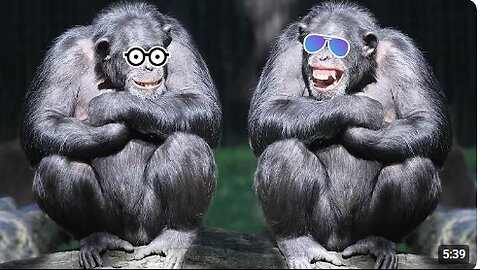memes funny animal moments Funny cats Jokes with cats Funny animals Dogs🤣🥰🐾🐈 😂funny videos