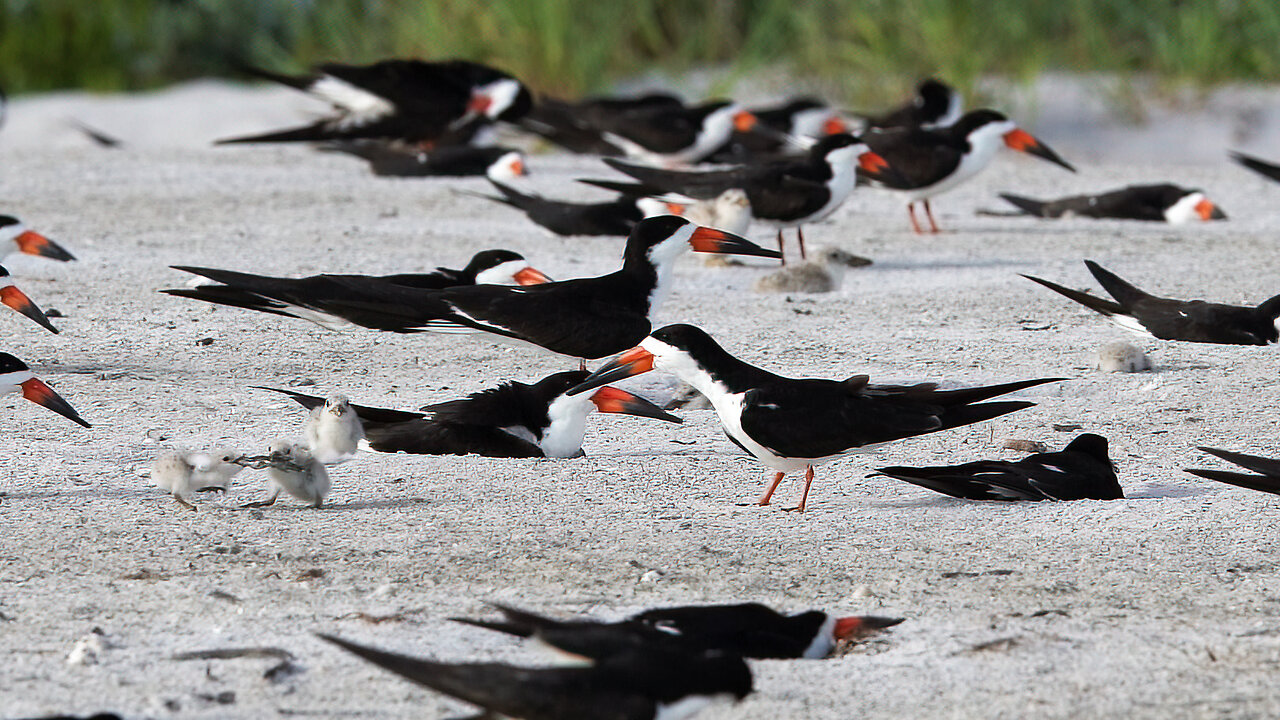 Sunset Skimmers: The Lively World of a Black Skimmer Colony