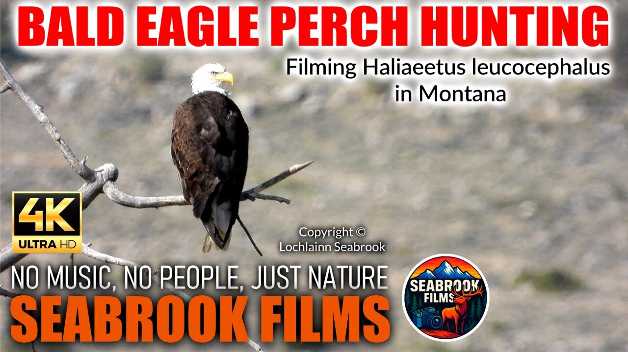 Bald Eagle Perch Hunting: Filming Haliaeetus Leucocephalus in Montana