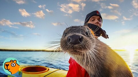 Rescued Otter Climbs Onto Man’s Kayak To Say “Hi” | Cuddle Buddies