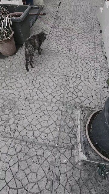 The cat is spinning in place. What does that mean?