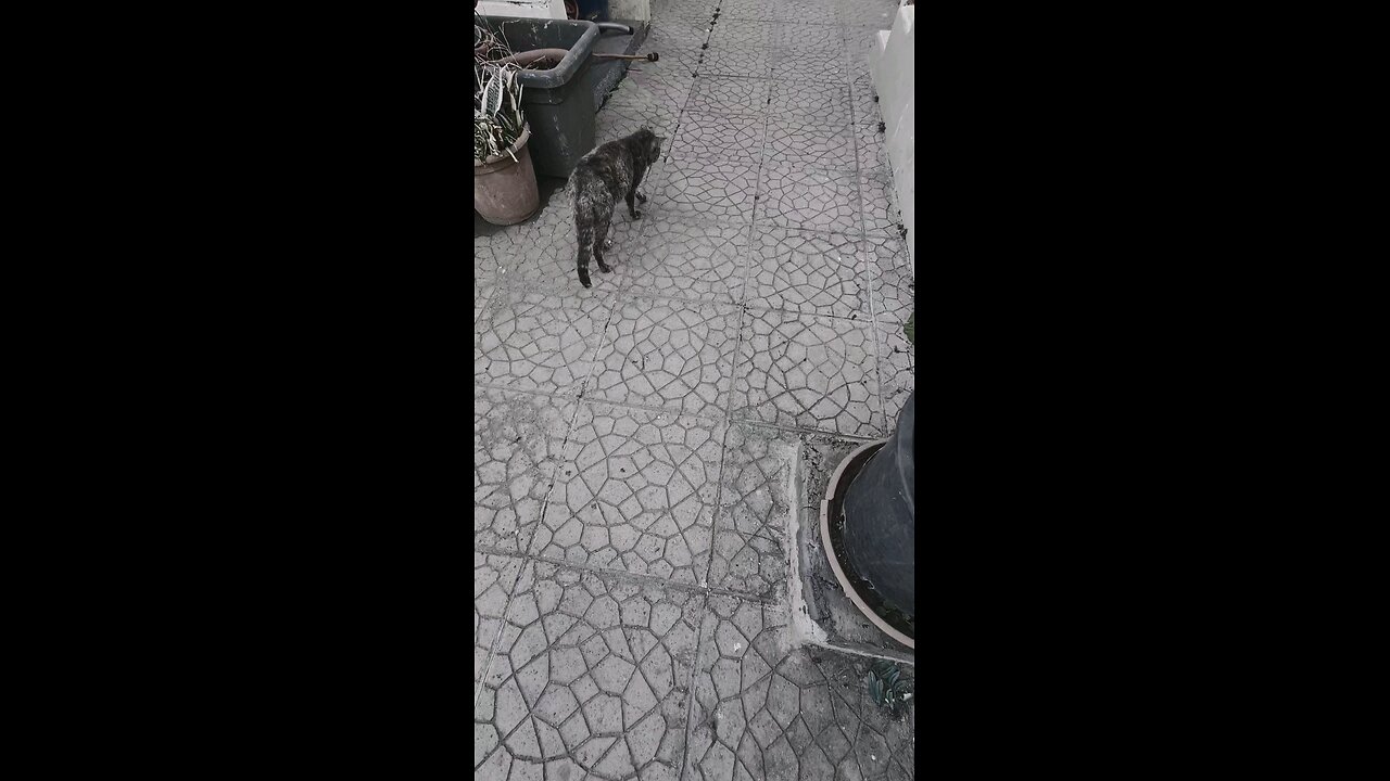 The cat is spinning in place. What does that mean?