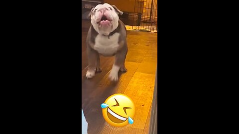 Omg this Pitbull asking for Dinner