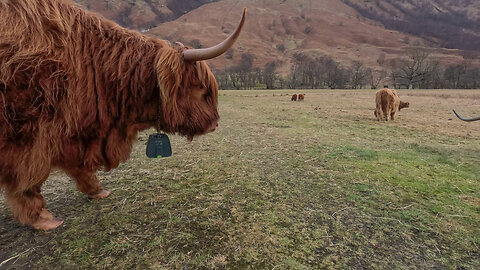 Chill Highland Cows at Glen Nevis before Ben Nevis hike 1345m Scotland highlands
