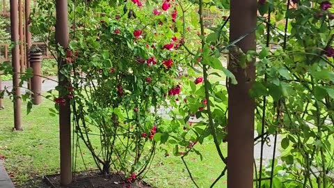 Roses in garden