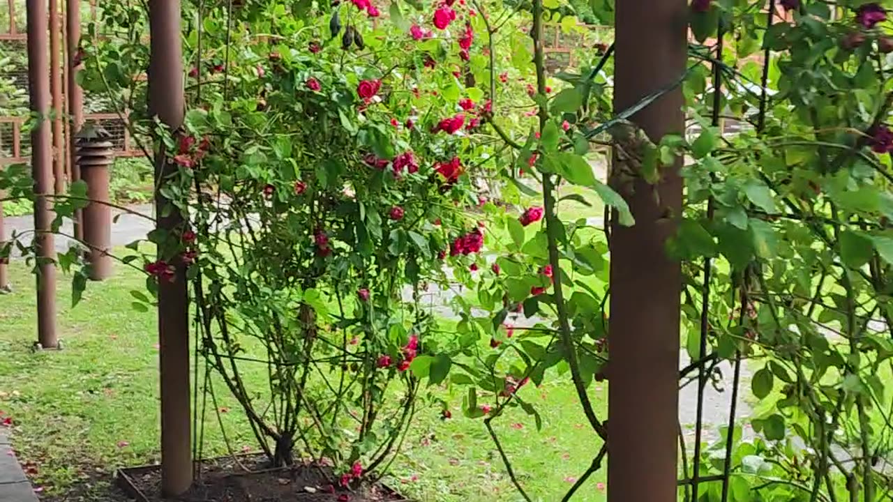 Roses in garden