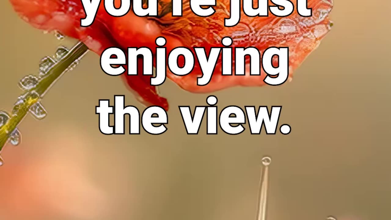 You’re not slow… you’re just enjoying the view! #motivational #nature #instrumentalmusicforfocus