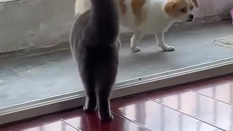 dogs scared of cats… what?! 😂