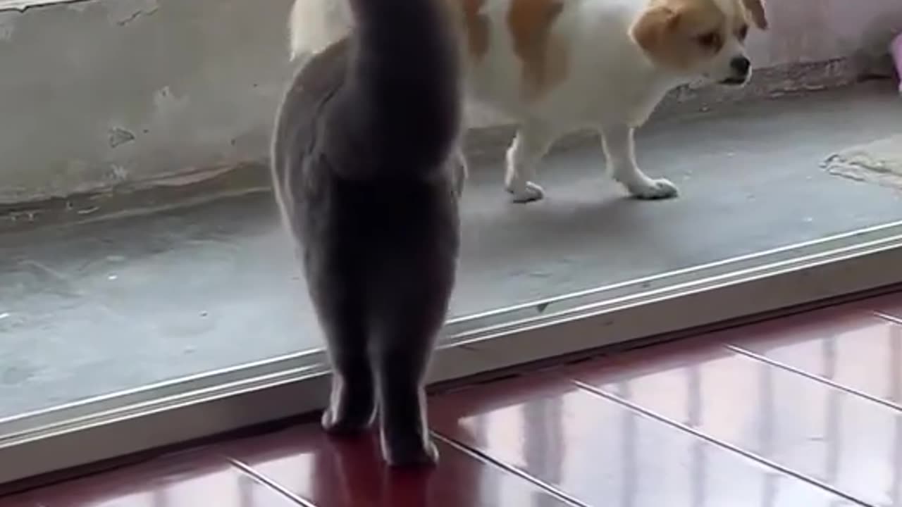 dogs scared of cats… what?! 😂