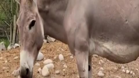 Somali donkey
