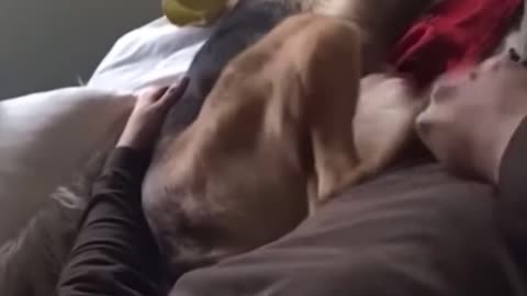 Funny Pets | 2025😂 Funny Dogs And Funny Cats Videos 🐱 🐕 😄 #funnypets #funnyanimalvideos #smartcats