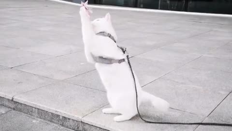 The little cat is stuck.