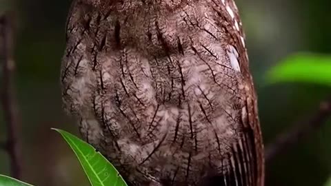Animals shots video