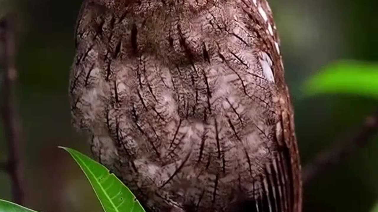 Animals shots video