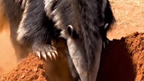 Ant Eater