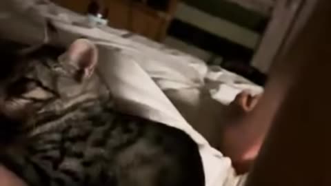 Cat Scratch Fever