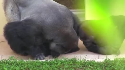 🐒🌿 Watch A Silverback Gorilla Gentlely Observe A Caterpillar | FeedMyCuriosity