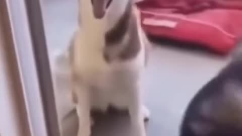 Dogs lick to self-soothe – releases endorphins
