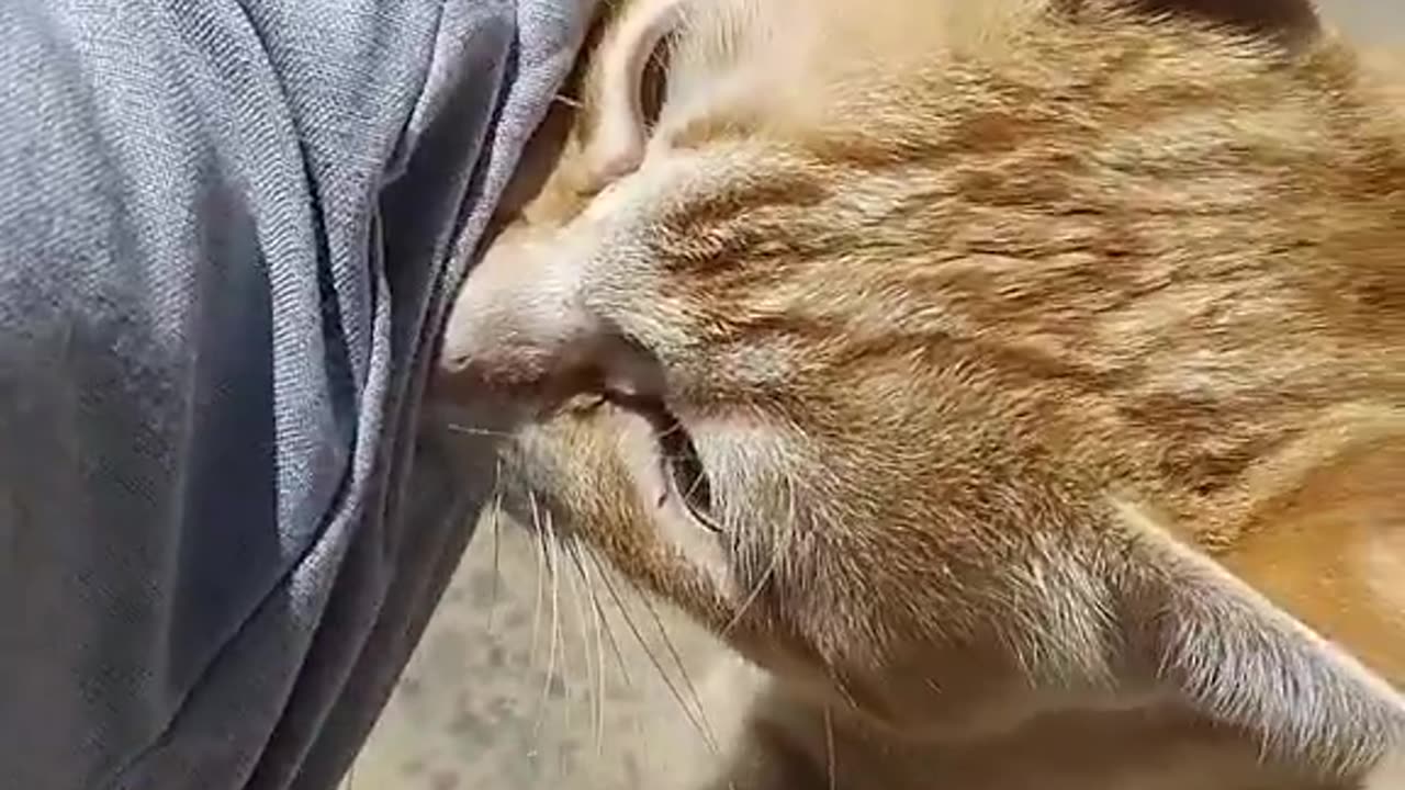 😾"Don't move Don't move it's over you already lost"