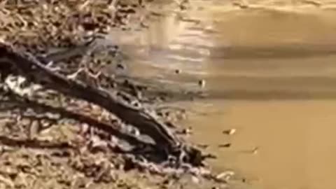 South african hunting pups turned water dogs… not mutually exclusive and a fun time