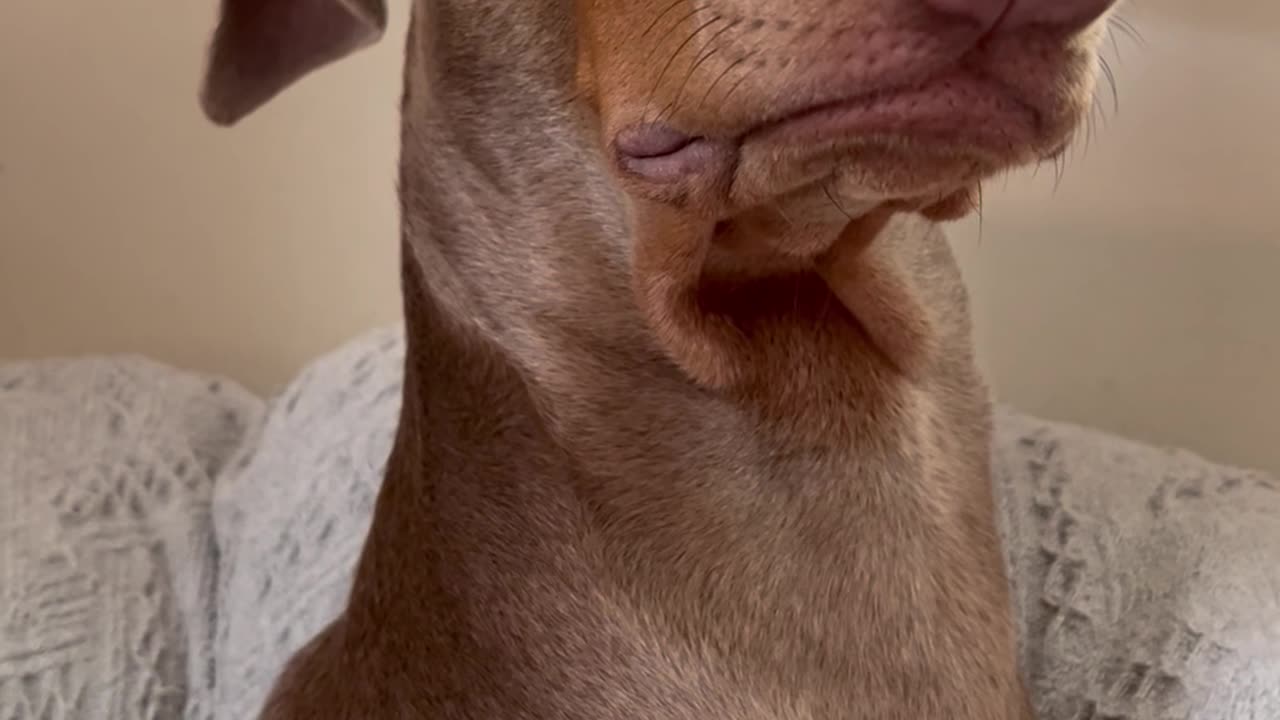 Doberman Pretends Owner Doesn’t Exist to Avoid Nail Trim