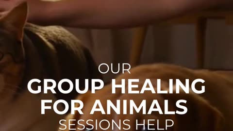 Group Healing for Animals sessions
