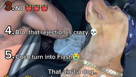 Ranking Funniest Dog moments