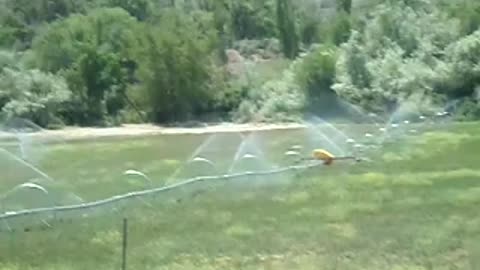 Dale thought we were talking about 'people guys' when emtioning animals out in the sprinklers!