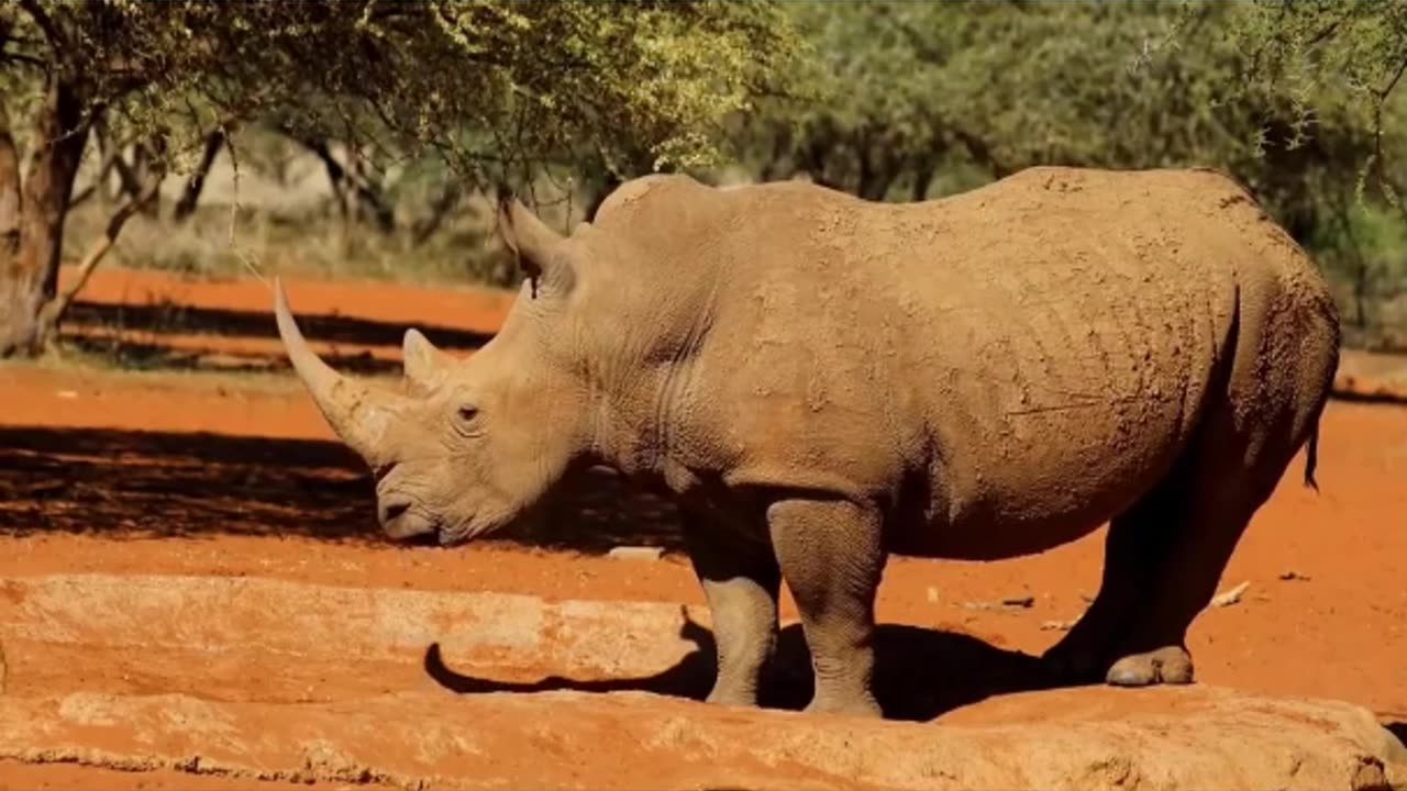Anant Ambani new animal with protection they deserve at Vantara . #AnantAmbani #Vantara #anantdadadt
