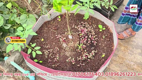 সবজির বেডের পাশ খাড়া করে রাখার সহজ উপায় 🌱 | Raised Bed Support | Siraj Tech Gardening Tips