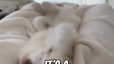 Why Cats Stretch When They See You? 🧐