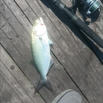Bluefish magnolia pier