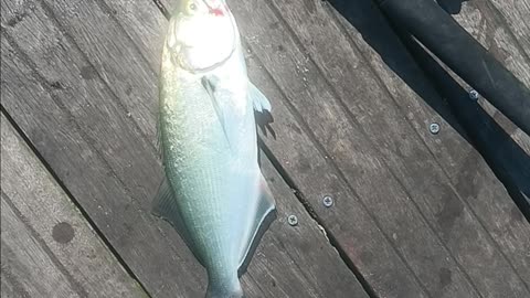 Bluefish magnolia pier