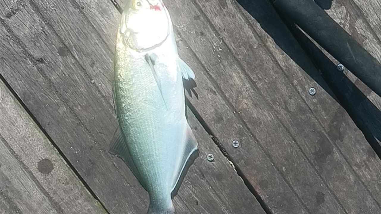 Bluefish magnolia pier