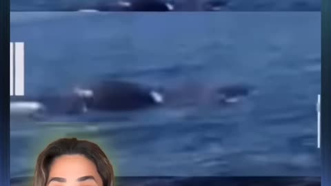 A Sea Monster in Florida