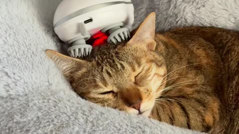Cat Enjoys Comfy Couch And Head Massage