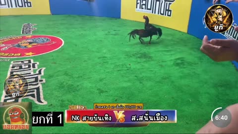 ไก่ชน 31/8/68
