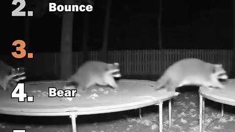 Ranking Best Animals On Trampoline Moments