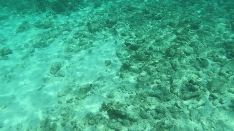 Following Surgeonfish while snorkeling in Grand Cayman