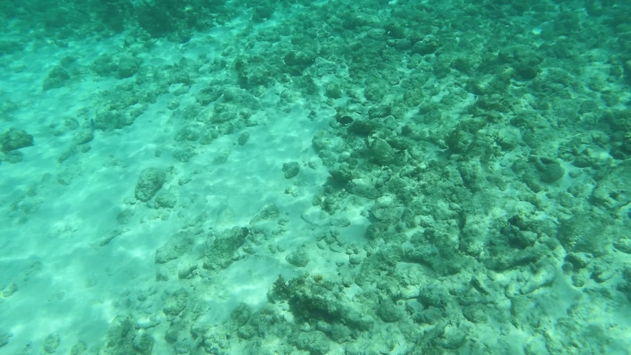 Following Surgeonfish while snorkeling in Grand Cayman