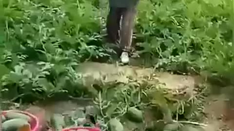 Mulheres do campo (agro)