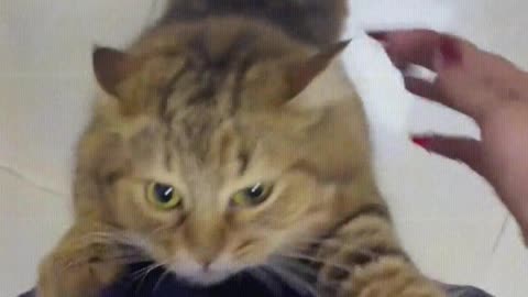 Cat： Mom, pet me, pet me