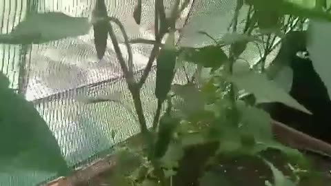 Tomatoes and Peppers Grown in a Greenhouse EASY